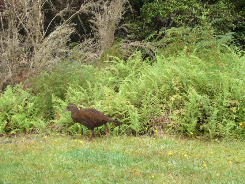 Bush Chook